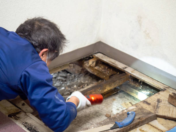 Best Residential Mold Removal  in Emerd Mountain, AL