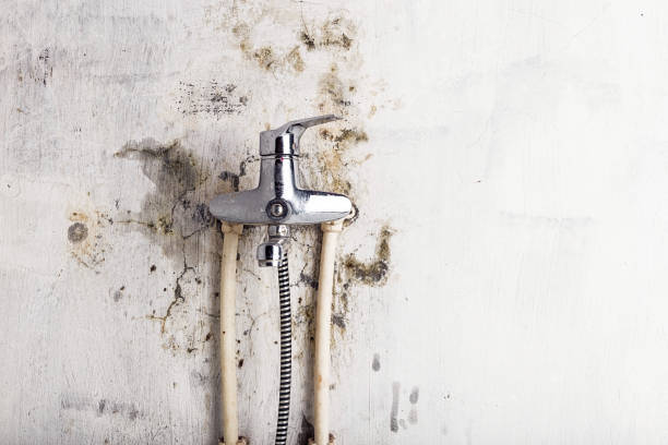 Certified Mold Removal in Emerald Mountain, AL