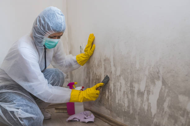 Emerald Mountain, AL Mold Removal Company