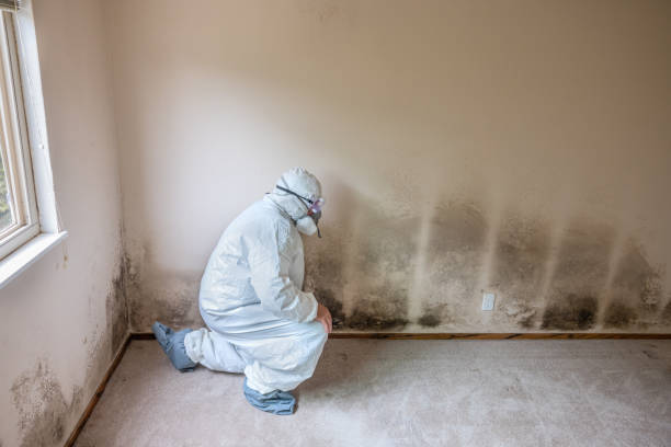 Best Professional Mold Removal  in Emerd Mountain, AL