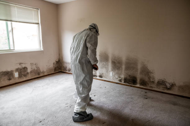 Best Mold Damage Repair  in Emerd Mountain, AL