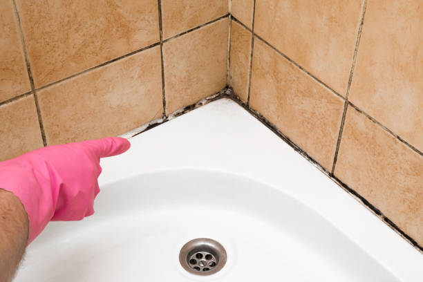 Best Attic Mold Removal  in Emerd Mountain, AL