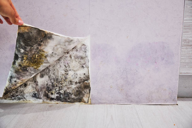 Best Certified Mold Removal  in Emerd Mountain, AL